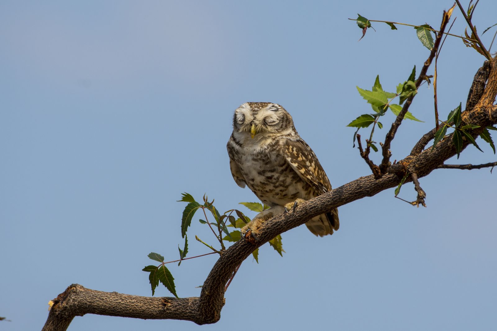 Spotted owlet (4)